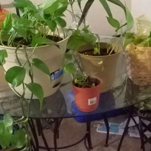 Meet your Posher, Trebor